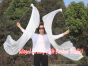 1 Piece white 1.8m (70") dance silk veil poi