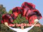 1 pair Lava 3G tie-dye belly dance silk fan veil