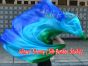 1 piece Adventure 5 Mommes colorful belly dance silk veil 