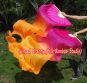 1 pair 1.5m (59") pink-orange belly dance silk fan veil