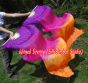 1 pair 1.5m (59") Golden Violet belly dance silk fan veil